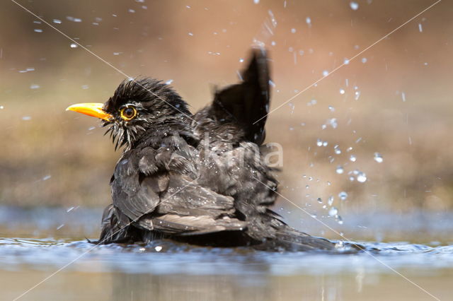 Merel (Turdus merula)