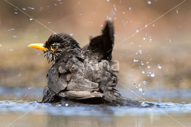 Eurasian Blackbird (Turdus merula)