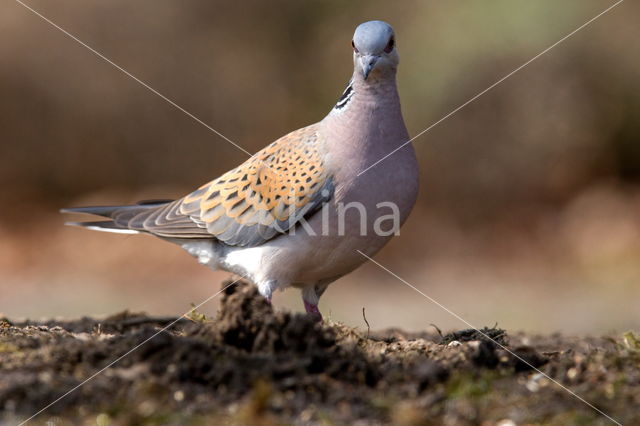 Zomertortel (Streptopelia turtur)