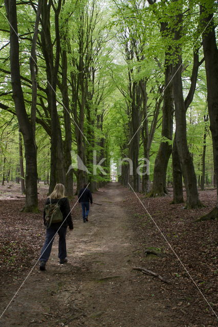 Dieren