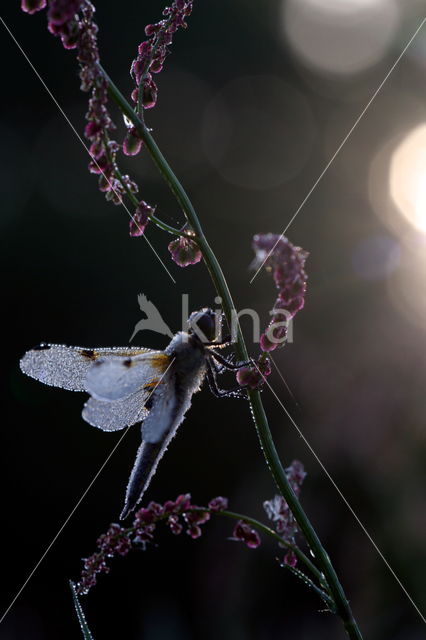 Viervlek (Libellula quadrimaculata)