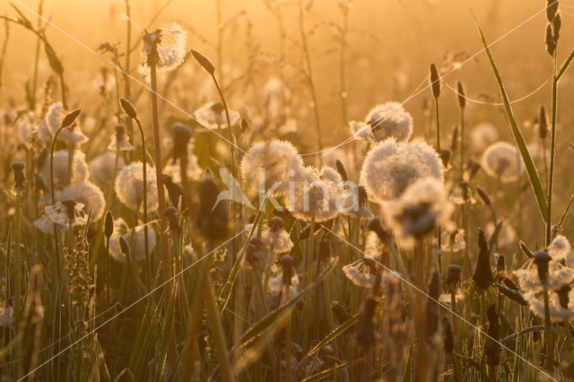 Common Dandelion (Taraxacum officinale)