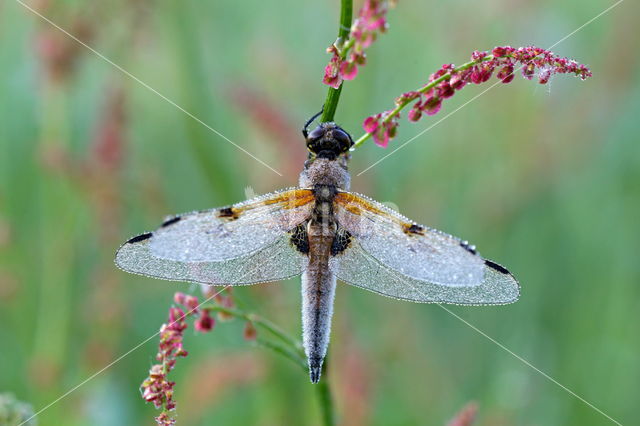 Viervlek (Libellula quadrimaculata)