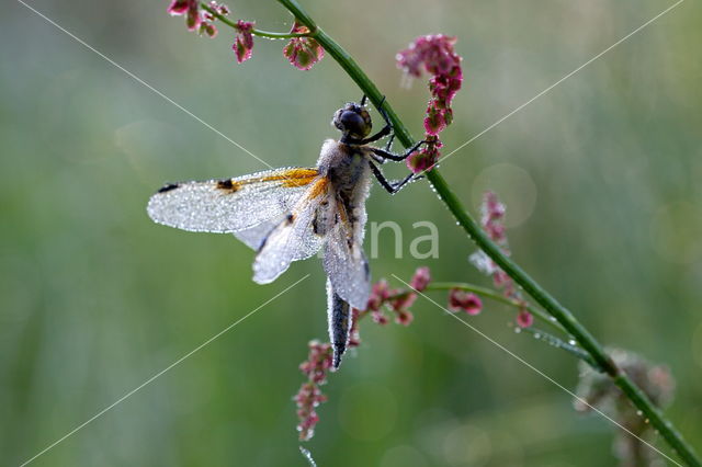 Viervlek (Libellula quadrimaculata)