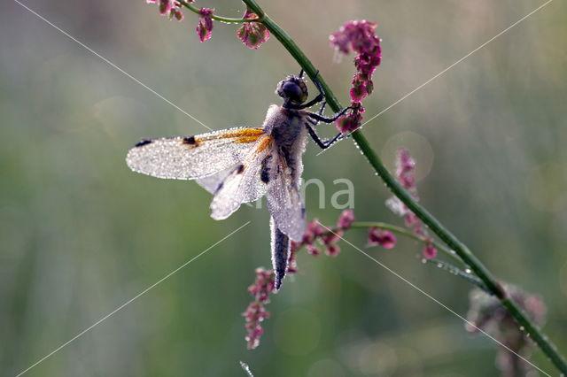 Viervlek (Libellula quadrimaculata)