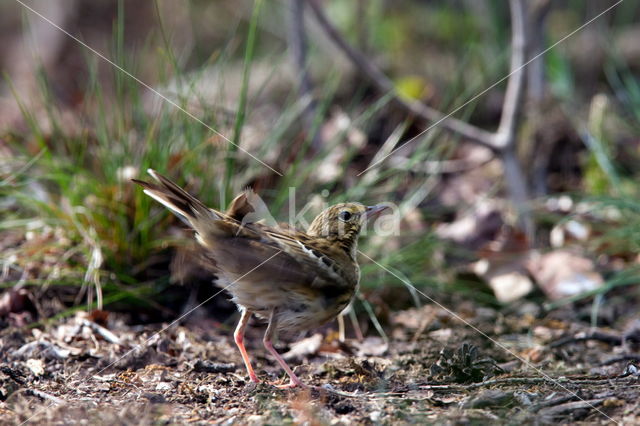 Boompieper (Anthus trivialis)