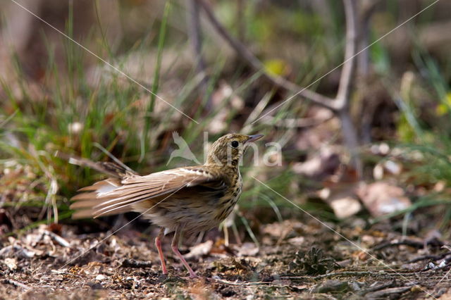 Boompieper (Anthus trivialis)