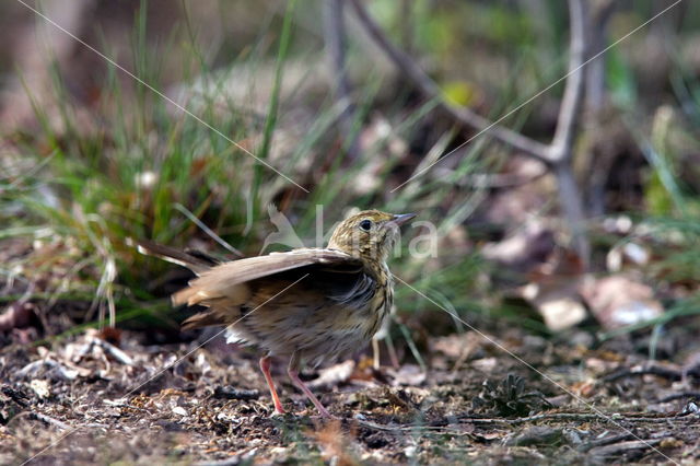 Boompieper (Anthus trivialis)