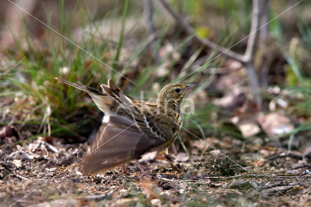 Boompieper (Anthus trivialis)