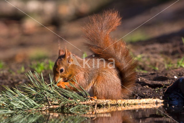 Red Squirrel (Sciurus vulgaris)