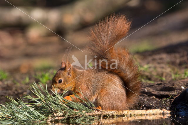 Red Squirrel (Sciurus vulgaris)