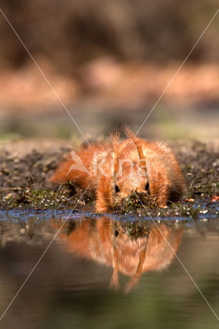 Red Squirrel (Sciurus vulgaris)