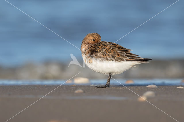 Drieteenstrandloper (Calidris alba)