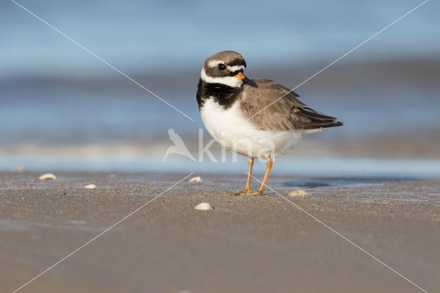 Bontbekplevier (Charadrius hiaticula)