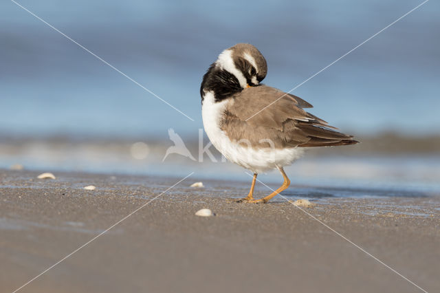 Bontbekplevier (Charadrius hiaticula)