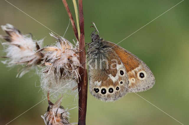 Veenhooibeestje (Coenonympha tullia)