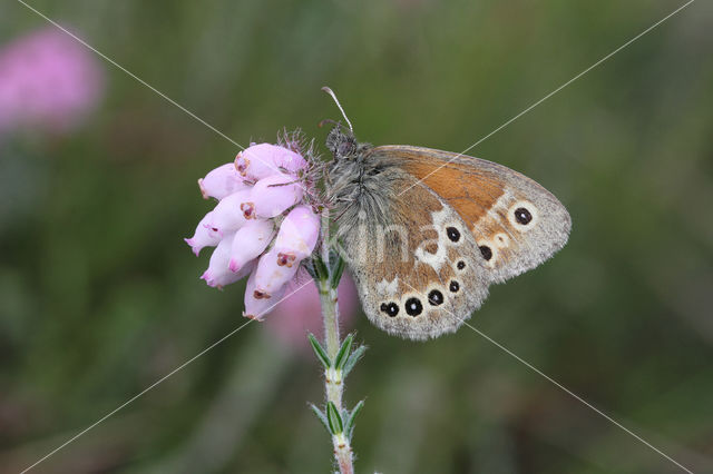 Large Heath (Coenonympha tullia)