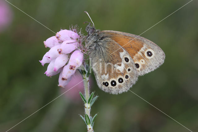 Large Heath (Coenonympha tullia)