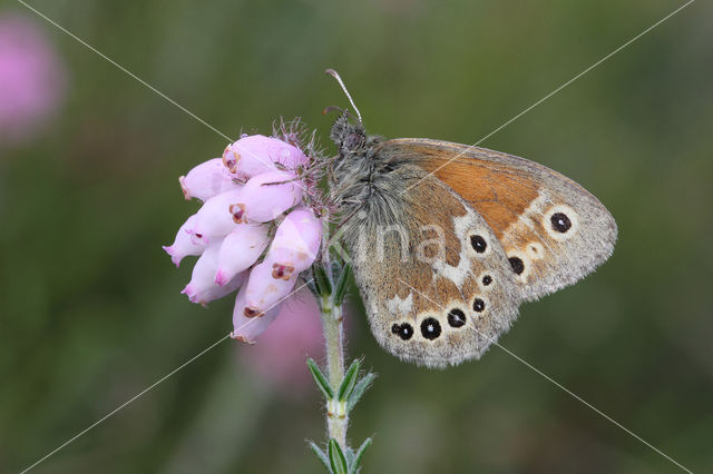 Veenhooibeestje (Coenonympha tullia)