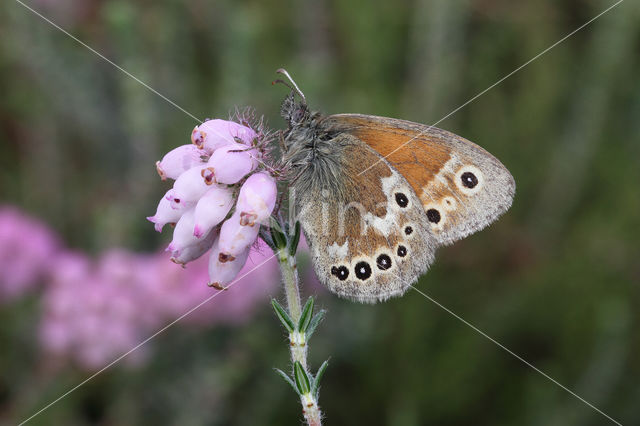 Veenhooibeestje (Coenonympha tullia)