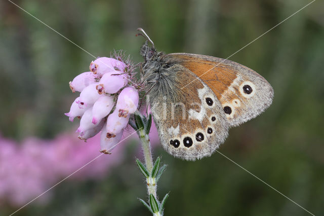 Large Heath (Coenonympha tullia)