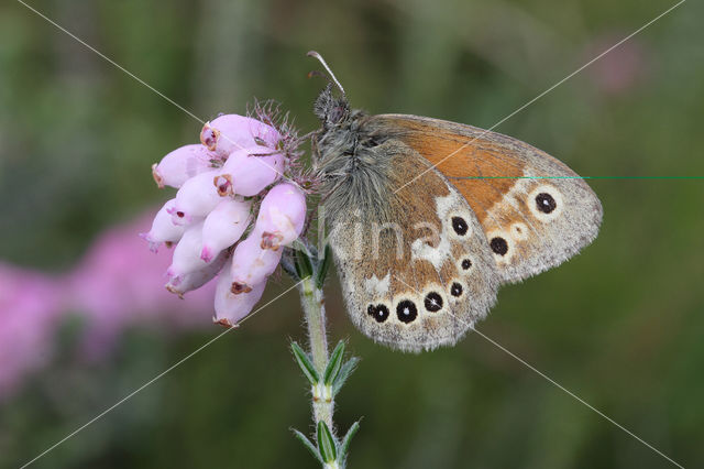 Large Heath (Coenonympha tullia)