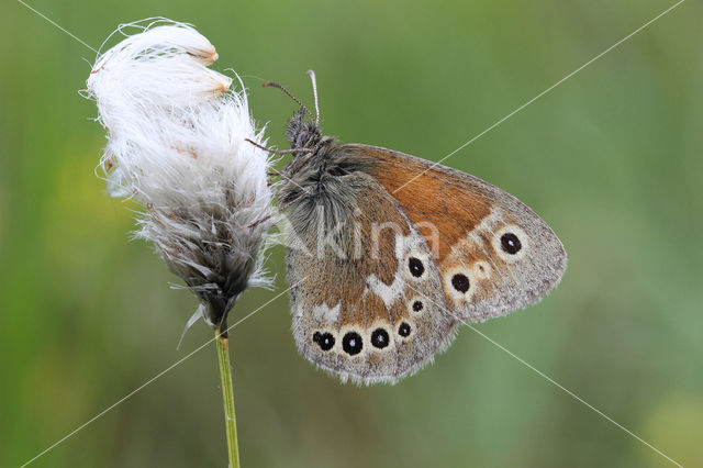 Large Heath (Coenonympha tullia)