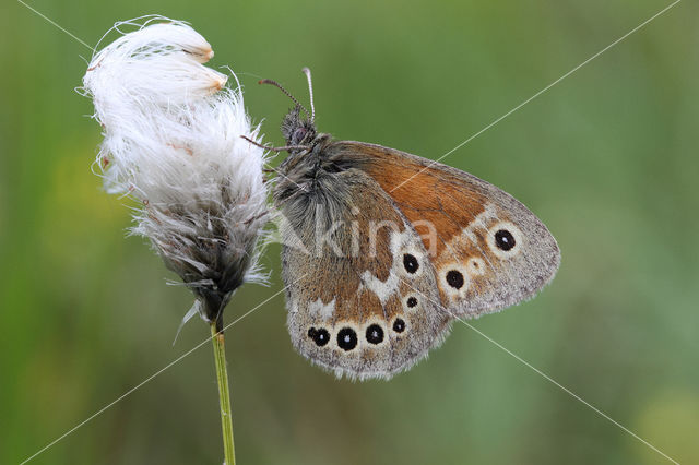 Veenhooibeestje (Coenonympha tullia)