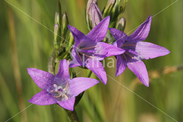 Spreading Bellflower (Campanula patula)