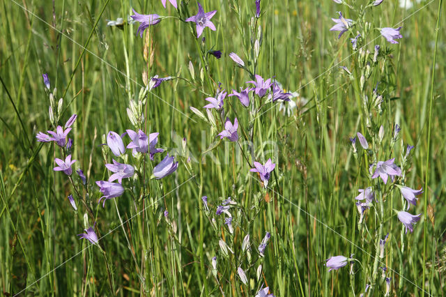 Spreading Bellflower (Campanula patula)