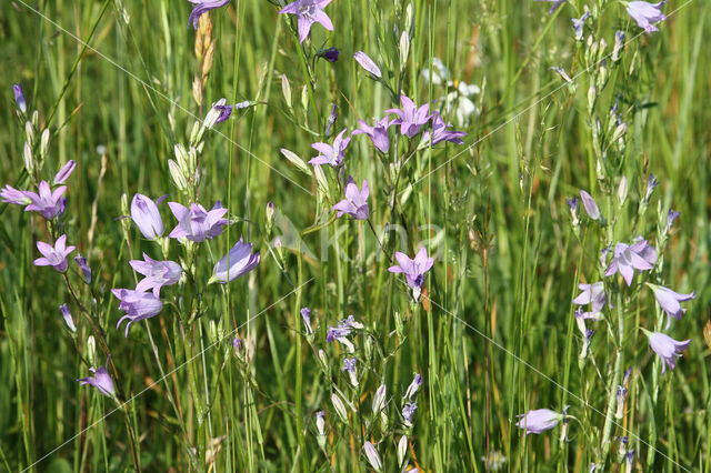 Spreading Bellflower (Campanula patula)