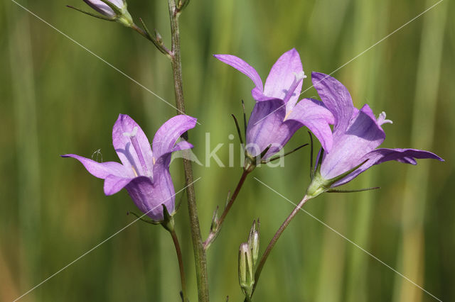 Spreading Bellflower (Campanula patula)