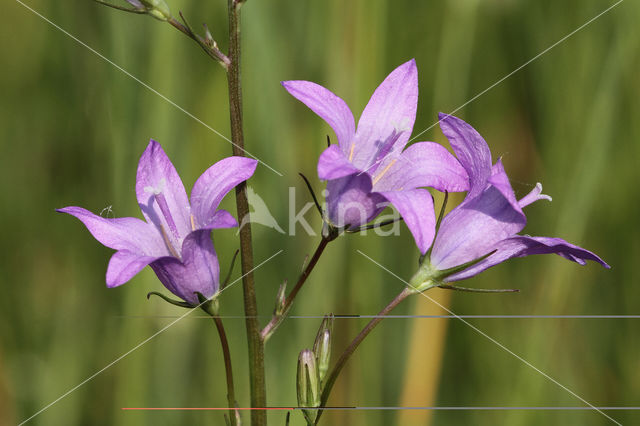 Spreading Bellflower (Campanula patula)