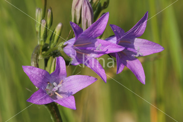 Spreading Bellflower (Campanula patula)