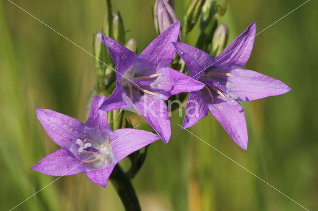 Spreading Bellflower (Campanula patula)