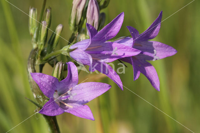 Spreading Bellflower (Campanula patula)