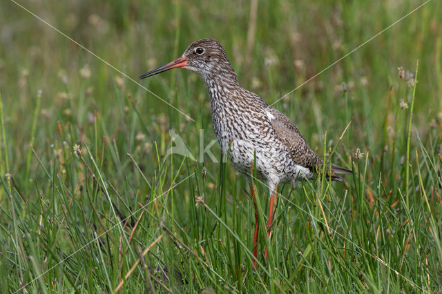 Tureluur (Tringa totanus)