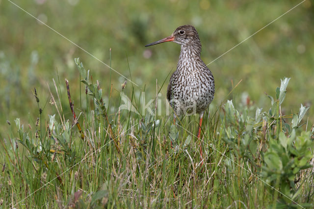 Common Redshank (Tringa totanus)