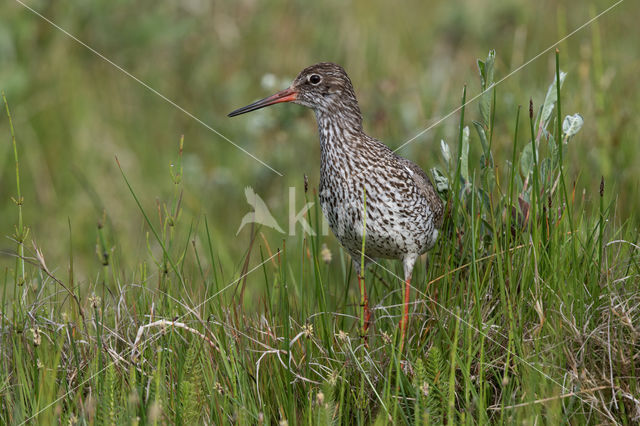 Tureluur (Tringa totanus)