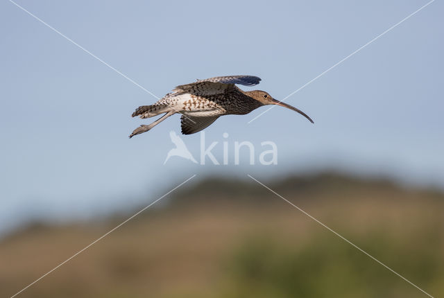 Eurasian Curlew (Numenius arquata)