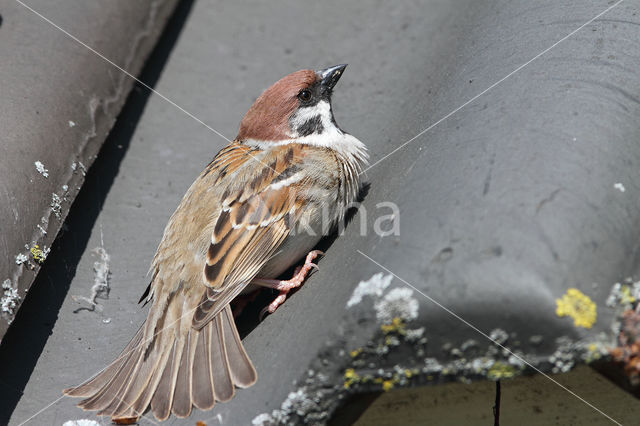 Ringmus (Passer montanus)