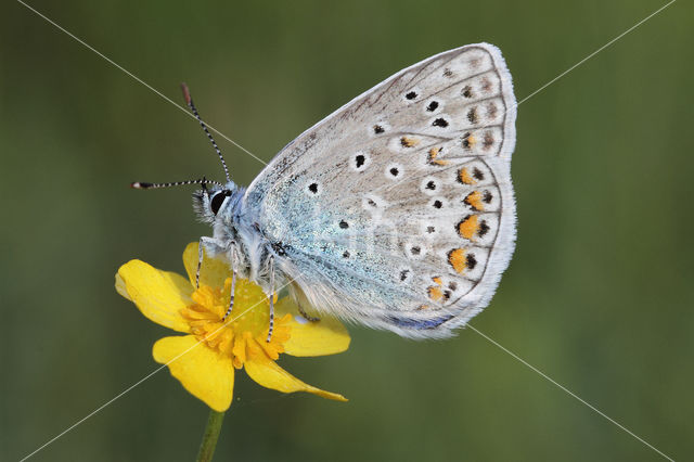 Common Blue (Polyommatus icarus)