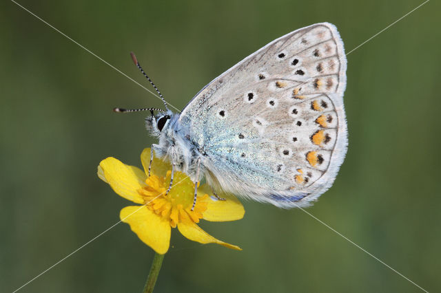 Icarusblauwtje (Polyommatus icarus)