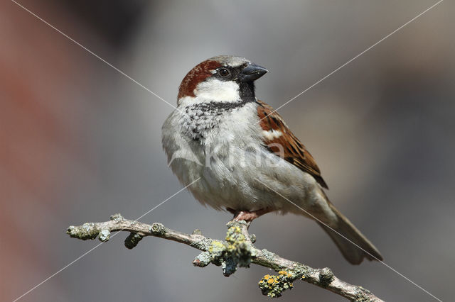 Huismus (Passer domesticus)