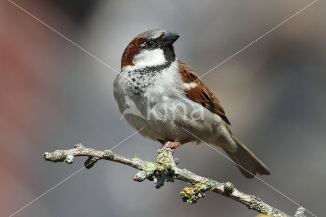 Huismus (Passer domesticus)