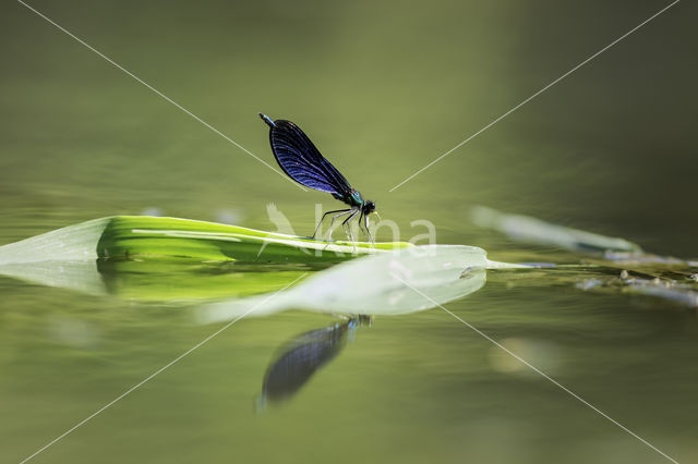 Beautiful Demoiselle (Calopteryx virgo)