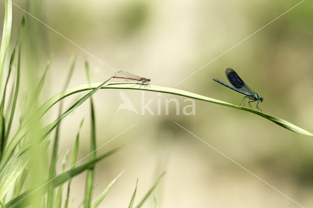 Weidebeekjuffer (Calopteryx splendens)