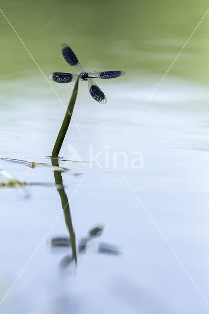 Weidebeekjuffer (Calopteryx splendens)