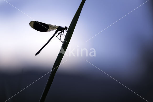 Weidebeekjuffer (Calopteryx splendens)