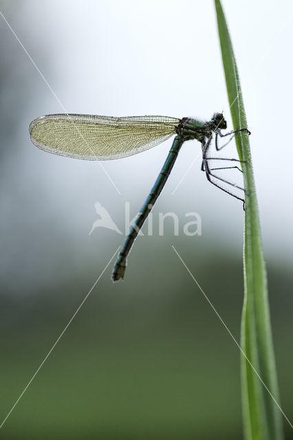 Banded Demoiselle (Calopteryx splendens)